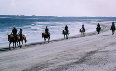 Kelly Seahorse Ranch